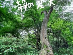 -杭州植物园
