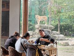 -上海野生动物园老虎餐厅