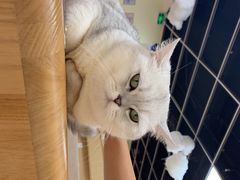 -猫和宫(六道口店)