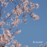 鉴真路樱花大道｜扬州人心中的鼋头渚