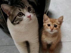 -纳吉亚猫专科动物诊疗中心(蒋宅口分院)