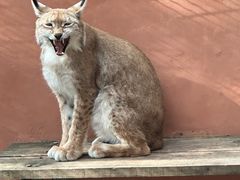 -青藏高原野生动物园