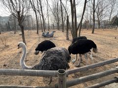 -大连森林动物园