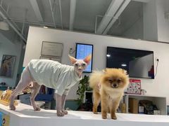 -欧奕国际动物医院