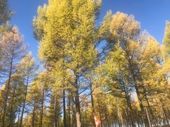 -塞罕坝国家级自然保护区