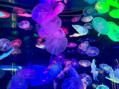 -合肥海洋世界