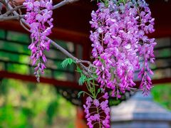 -红螺寺