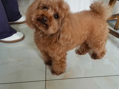 -宠福鑫康馨动物医院·骨科·眼科