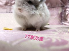 -瑞派·关忠动物医院·异宠专科·犬猫肿瘤·皮肤专科(望京店)