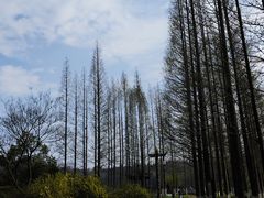 -宜兴龙背山森林公园