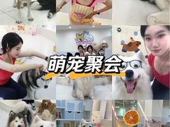 -汪说·狗咖·拼豆·宠物周边DIY(旺城大厦店)