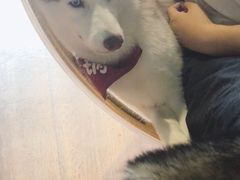 -Husky Go! 哈士奇体验馆·宠物咖啡厅狗咖
