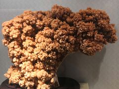 -西涌国际滨海旅游区