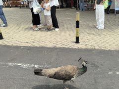 -西霞口神雕山野生动物世界
