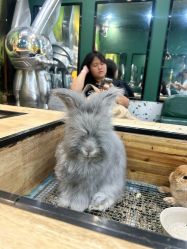 -神奇动物撸宠馆·羊驼·小浣熊·异宠(豫园店)