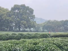 -中国茶叶博物馆(双峰馆区)