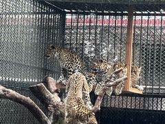 -深圳野生动物园
