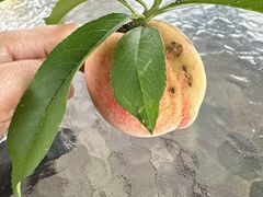 -洪湖家庭农场·团建·露营·会议