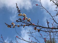 -玉苍山国家森林公园