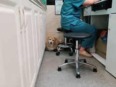 -安安宠医·安宠宠物医院