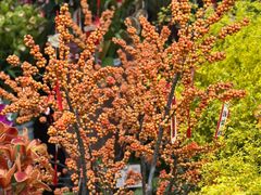 -溪岸路花鸟市场