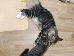 -COLOR PETS 撸猫馆·购猫·猫咖(长风大悦城店)
