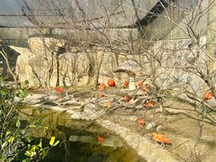 -上海野生动物园