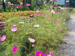 -田园东方蜜桃村的田野营地