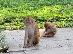 -南湾猴岛+椰田古寨一日游