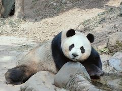 -都江堰中华大熊猫苑