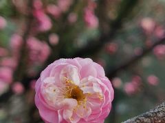 -苏州上方山国家森林公园
