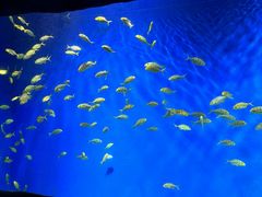 -锦艺城海洋馆