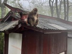 -峨眉山风景名胜区