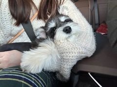 -翊宠yipet猫狗购宠庄园犬舍•猫舍