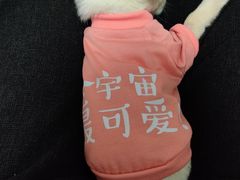 -心语宠物医院·急重症转诊中心·瑞辰华诺(南青路店)