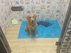 -宠物之家Pets Home 宠物寄养酒店
