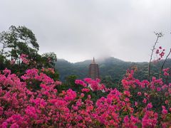 -深圳市中科院仙湖植物园