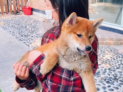 -柴犬高等学院·狗咖·柴犬售卖·宠物训练