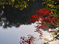 -洋湖国家湿地公园