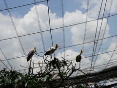 -吉隆坡雀鸟公园