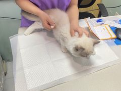 -中农大我爱我爱动物医院·核磁CT·猫病·24小时夜诊中心(石佛营店)