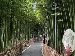 -陈家山荷花公园