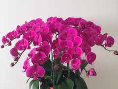 -爱尚幸福鲜花(上地实体店)