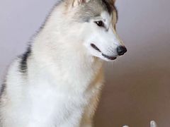 -Husky Go! 哈士奇体验馆·宠物咖啡厅狗咖