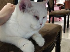 -猫小院猫主题餐厅(三里屯店)