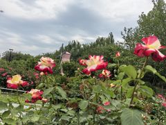 -太阳宫公园