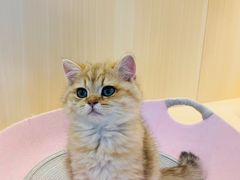 -momokira米努特·德文卷毛猫·棉花面纱犬
