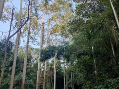 -黄埔油麻山森林公园