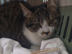 -纳吉亚猫专科动物诊疗中心(蒋宅口分院)