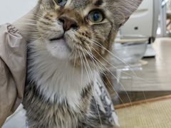 -李小姐の猫咖啡馆(五角场店)